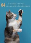 Bild von Catography Kalender 2026