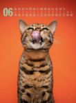 Bild von Catography Kalender 2026