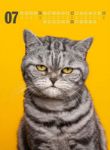 Bild von Catography Kalender 2026