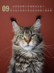 Bild von Catography Kalender 2026