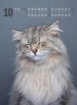 Bild von Catography Kalender 2026