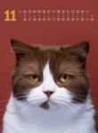 Bild von Catography Kalender 2026