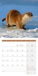 Bild von Otter Kalender 2026 - 30x30