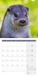 Bild von Otter Kalender 2026 - 30x30