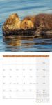 Bild von Otter Kalender 2026 - 30x30