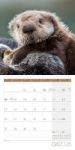 Bild von Otter Kalender 2026 - 30x30