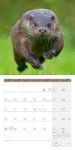 Bild von Otter Kalender 2026 - 30x30