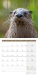 Bild von Otter Kalender 2026 - 30x30