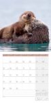 Bild von Otter Kalender 2026 - 30x30