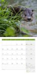 Bild von Otter Kalender 2026 - 30x30
