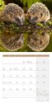 Bild von Igel Kalender 2026 - 30x30