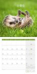 Bild von Igel Kalender 2026 - 30x30