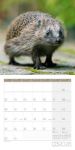 Bild von Igel Kalender 2026 - 30x30