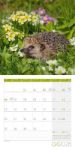 Bild von Igel Kalender 2026 - 30x30