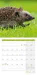 Bild von Igel Kalender 2026 - 30x30