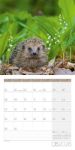 Bild von Igel Kalender 2026 - 30x30