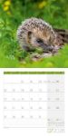 Bild von Igel Kalender 2026 - 30x30