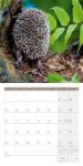 Bild von Igel Kalender 2026 - 30x30