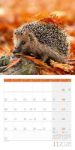 Bild von Igel Kalender 2026 - 30x30