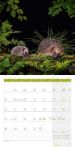 Bild von Igel Kalender 2026 - 30x30