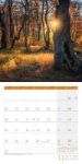 Bild von Zauber des Waldes Kalender 2026 - 30x30