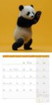 Bild von Dancing Animals Kalender 2026 - 30x30