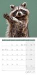 Bild von Dancing Animals Kalender 2026 - 30x30