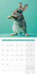 Bild von Dancing Animals Kalender 2026 - 30x30