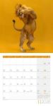 Bild von Dancing Animals Kalender 2026 - 30x30