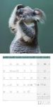 Bild von Dancing Animals Kalender 2026 - 30x30