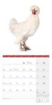 Bild von Verrückte Hühner Kalender 2026 - 30x30