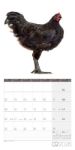 Bild von Verrückte Hühner Kalender 2026 - 30x30