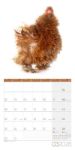 Bild von Verrückte Hühner Kalender 2026 - 30x30