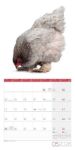 Bild von Verrückte Hühner Kalender 2026 - 30x30