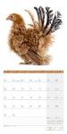 Bild von Verrückte Hühner Kalender 2026 - 30x30