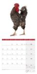Bild von Verrückte Hühner Kalender 2026 - 30x30