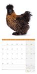 Bild von Verrückte Hühner Kalender 2026 - 30x30