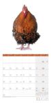 Bild von Verrückte Hühner Kalender 2026 - 30x30