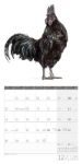 Bild von Verrückte Hühner Kalender 2026 - 30x30