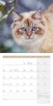 Bild von Katzen Kalender 2026 - 30x30