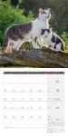 Bild von Katzen Kalender 2026 - 30x30