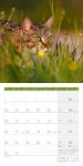 Bild von Katzen Kalender 2026 - 30x30