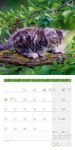 Bild von Katzen Kalender 2026 - 30x30
