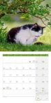 Bild von Katzen Kalender 2026 - 30x30