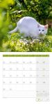 Bild von Katzen Kalender 2026 - 30x30