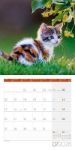 Bild von Katzen Kalender 2026 - 30x30