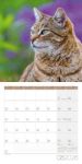 Bild von Katzen Kalender 2026 - 30x30