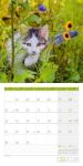 Bild von Katzen Kalender 2026 - 30x30