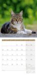 Bild von Katzen Kalender 2026 - 30x30
