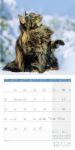 Bild von Katzen Kalender 2026 - 30x30